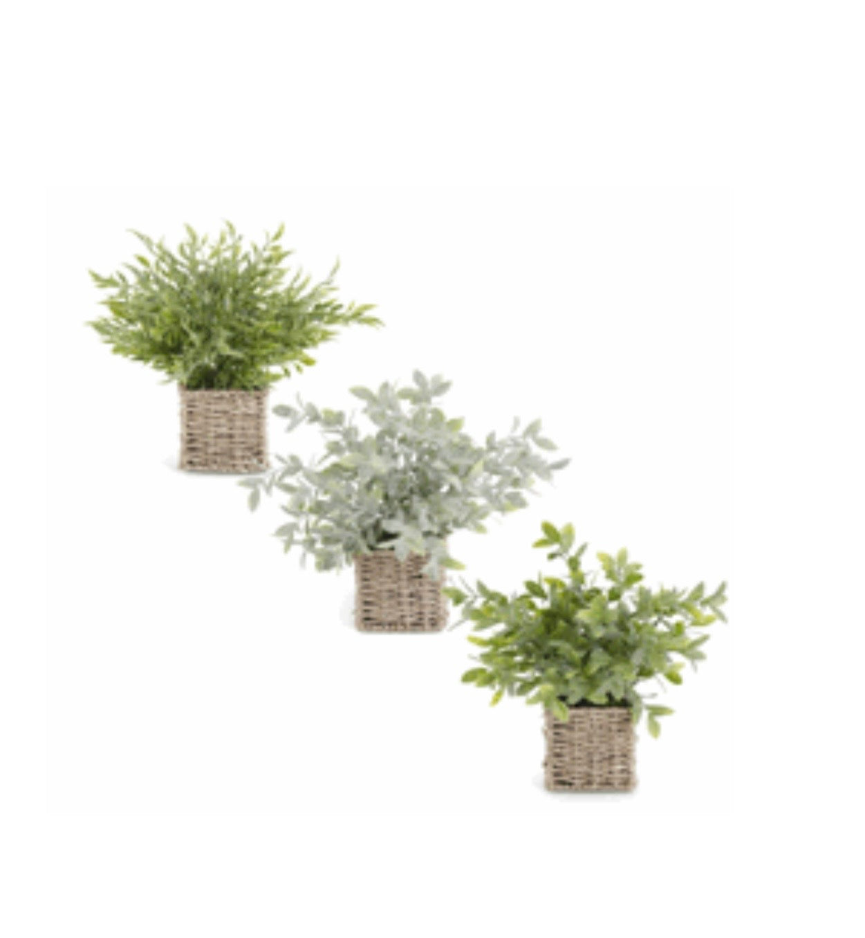 12" Herbs in Square Woven Basket