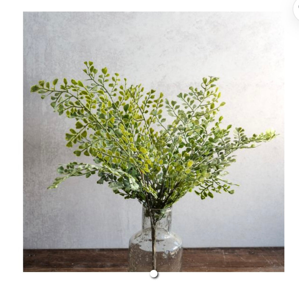 MEDIUM CORIANDER LEAF BUSH