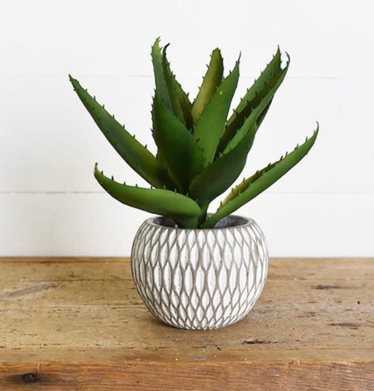 POTTED SUCCULENT