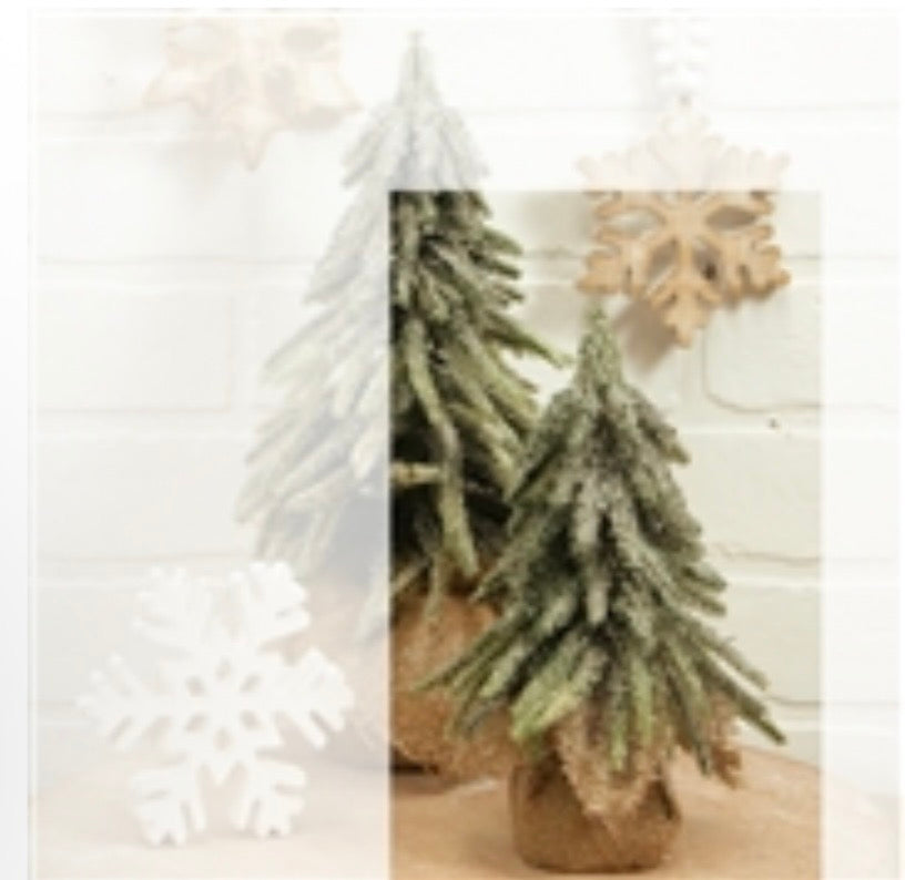 Fir Tree in Burlap