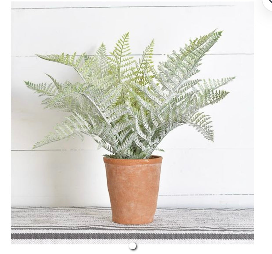 FERN IN TERRACOTTA POT