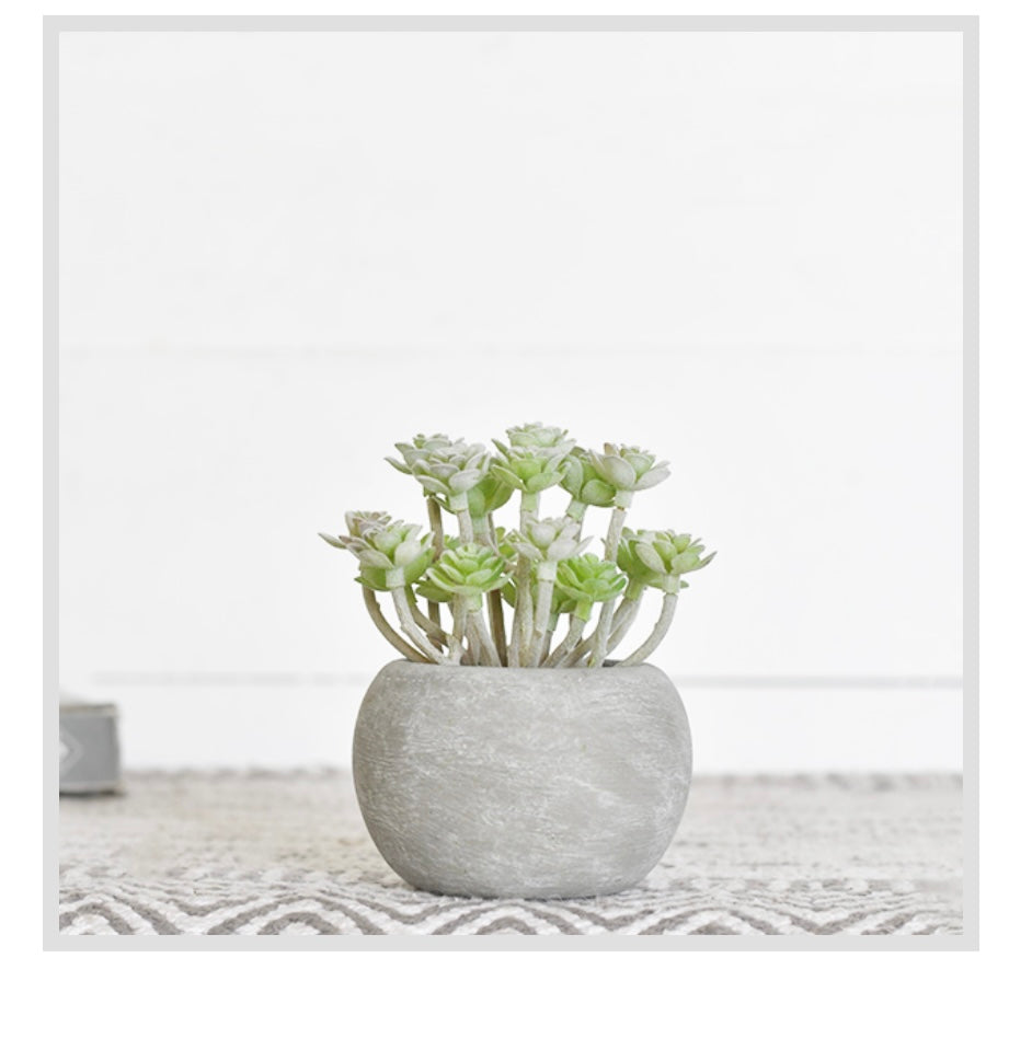 5" FLOCKING SUCCULENT IN  POT