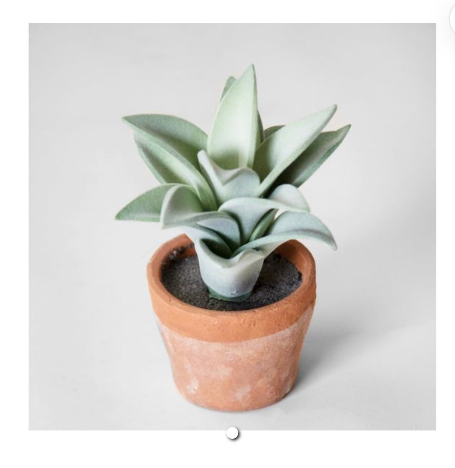 SUCCULENT IN TERRACOTTA POT