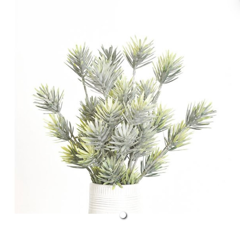 PODOCARPUS STEM