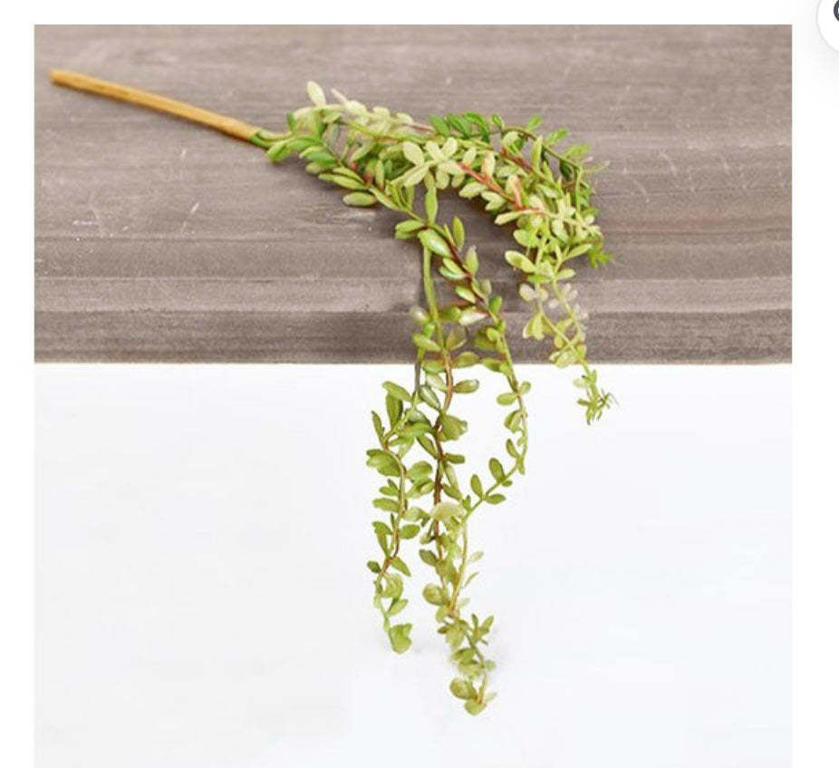 MINI HANGING SUCCULENT
