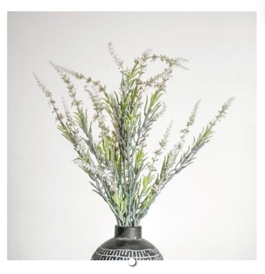 WHITE LAVENDER BUSH