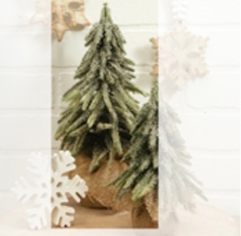 Fir Tree in Burlap