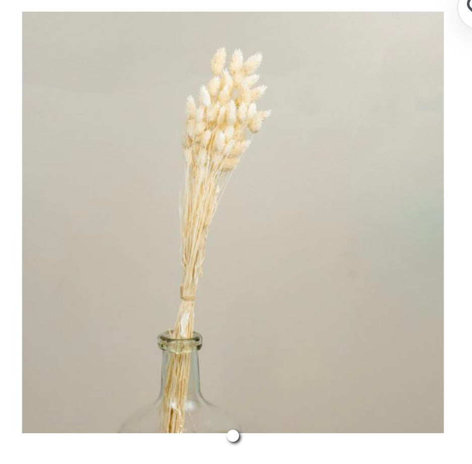 WHITE PHALARIS GRASS