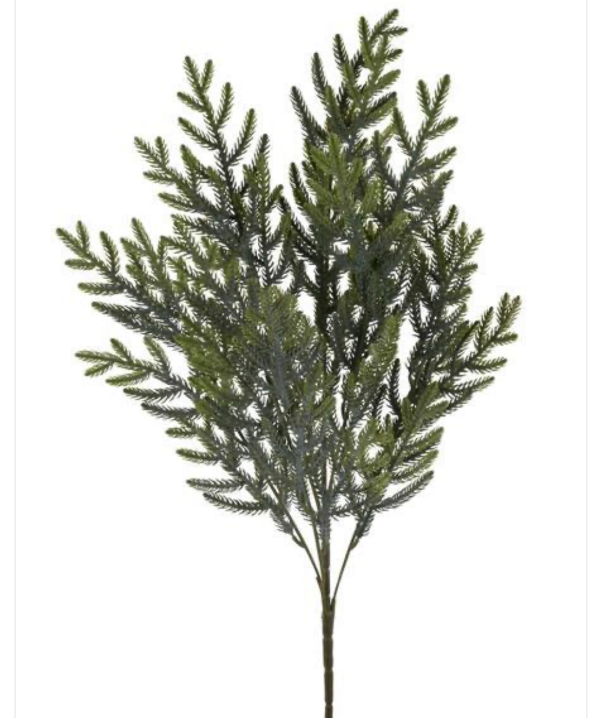 23" Norfolk Pine Spray Lt Green