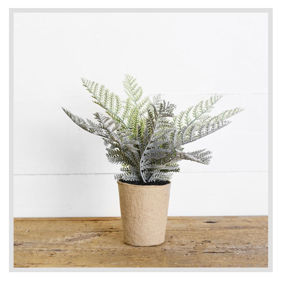 FERN IN PAPER POT