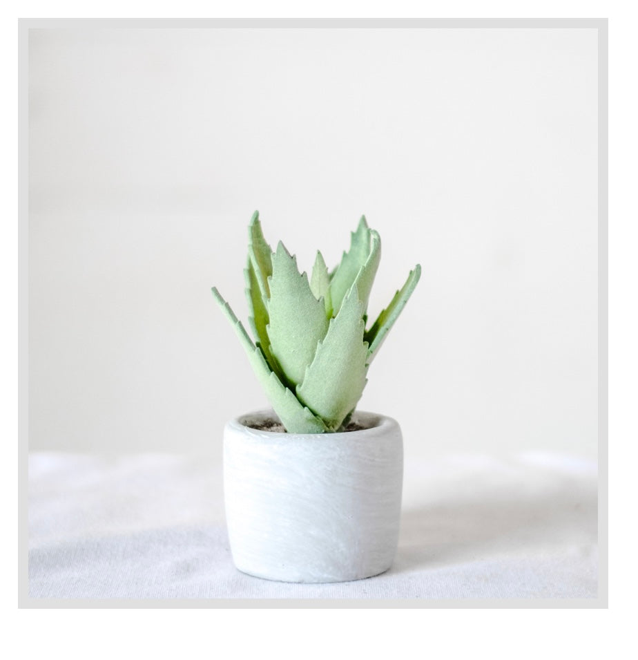 6" SUCCULENTS IN POT
