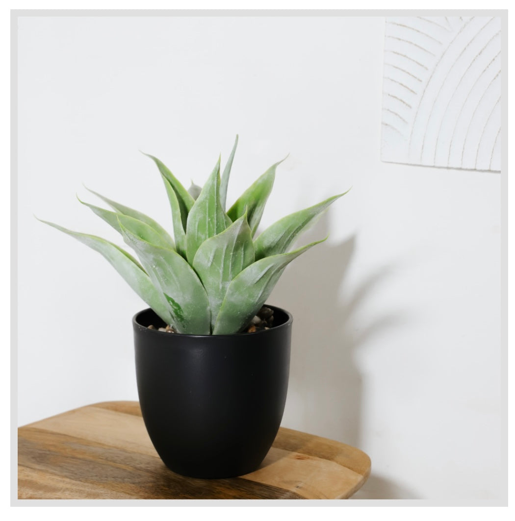 14.5" AGAVE IN POT