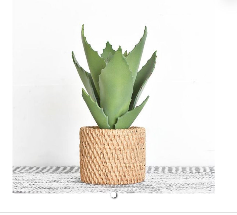 POTTED ALOE PLANT