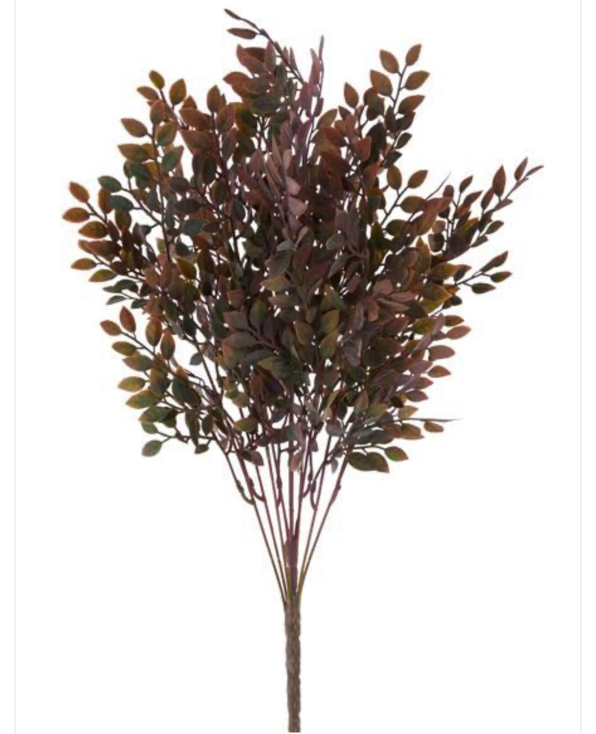 24" Ruscus Bush
