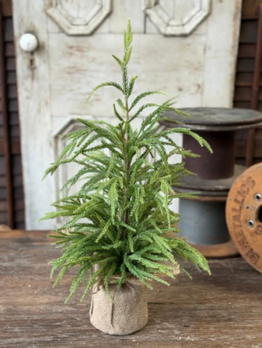 24" York Norfolk Pine Tree in Pot