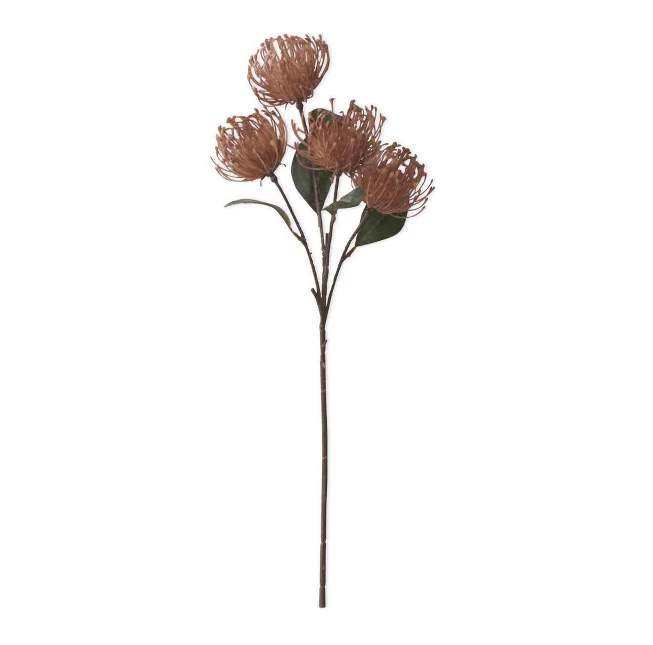 21" Brown Pincushion Protea Stem