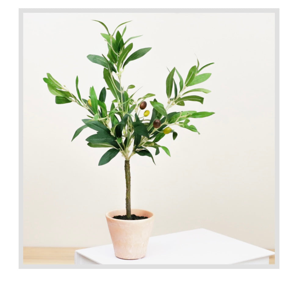 18" OLIVE TREE IN POT