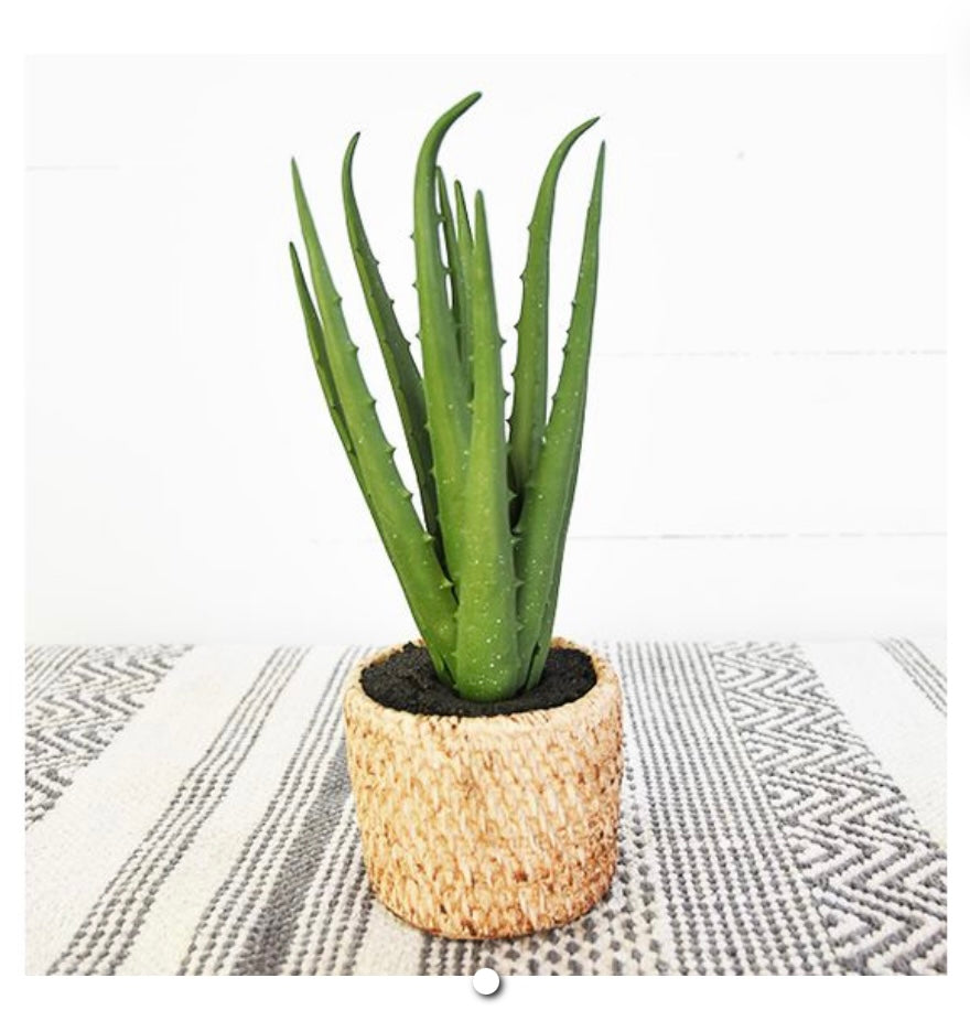 ALOE IN WOVEN POT