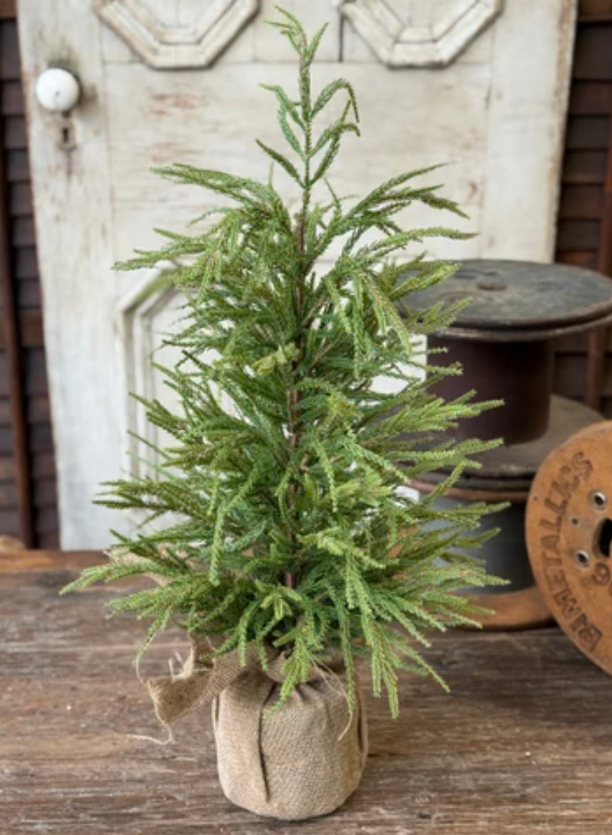 30" York Norfolk Pine Tree in Pot
