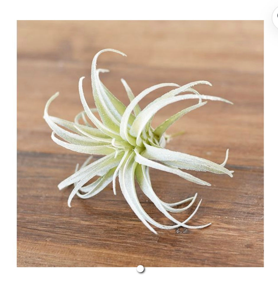 FROSTED SUCCULENT PICK