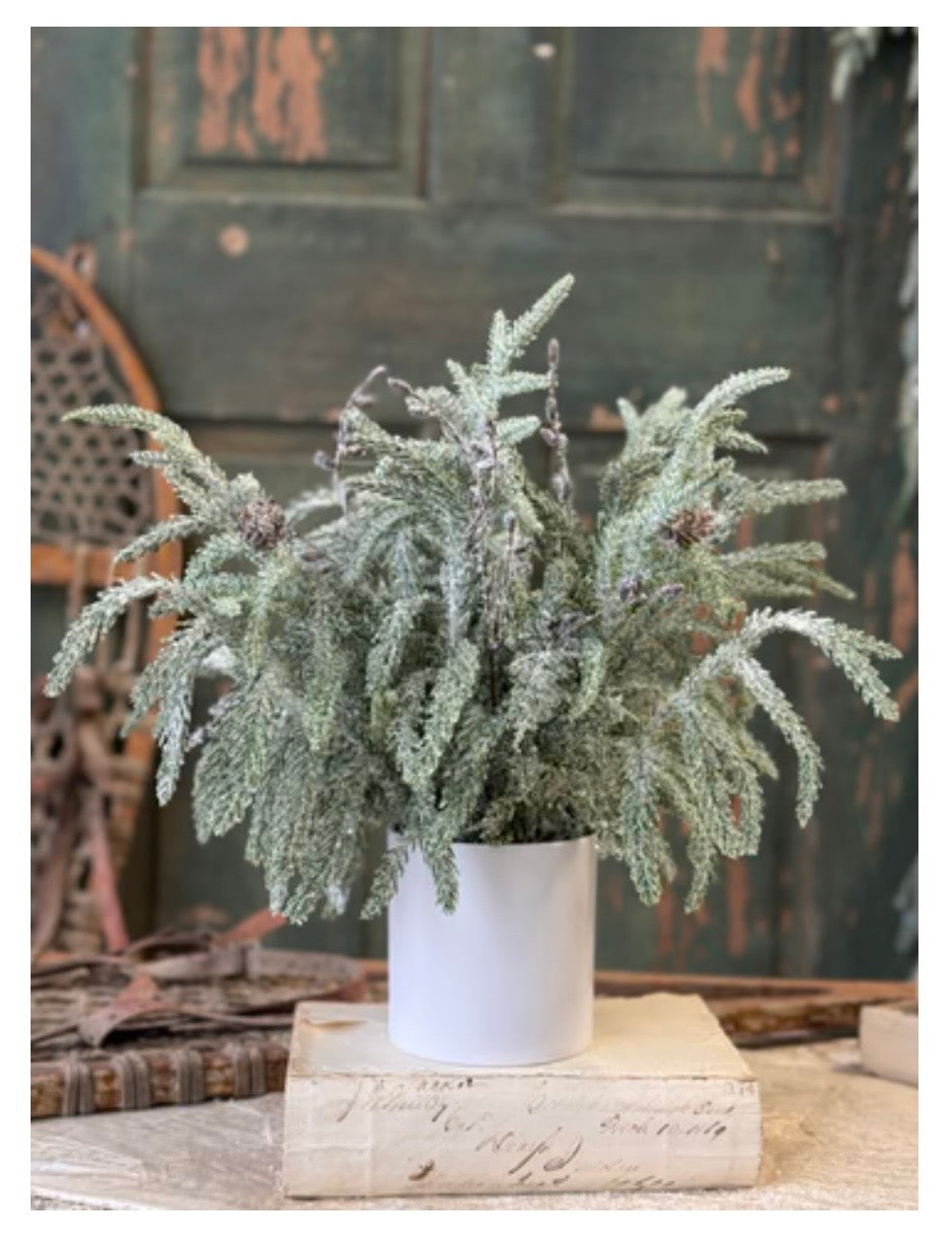 15" Snowdrift Norfolk Pine Pot
