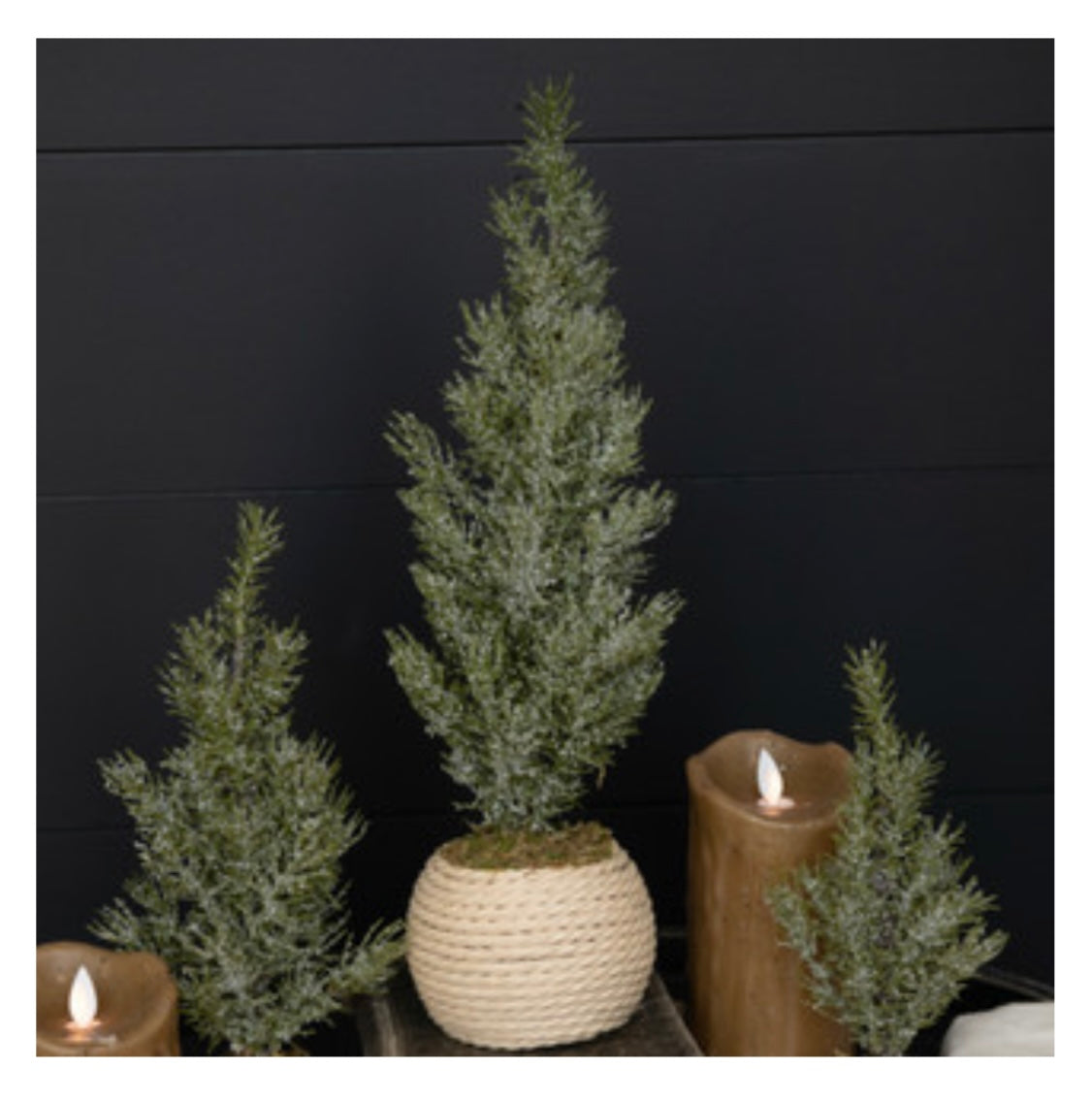 15.75" Verbier Tree in Pot