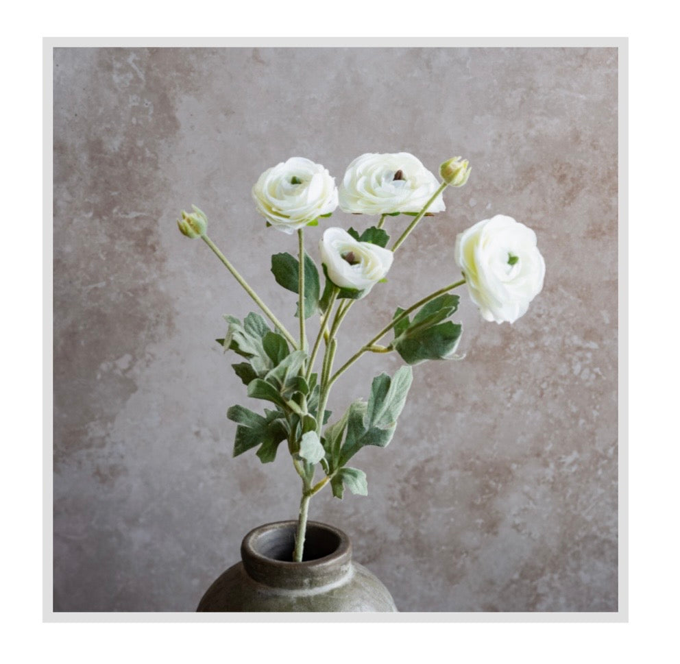 24" White Ranunculus Bundle