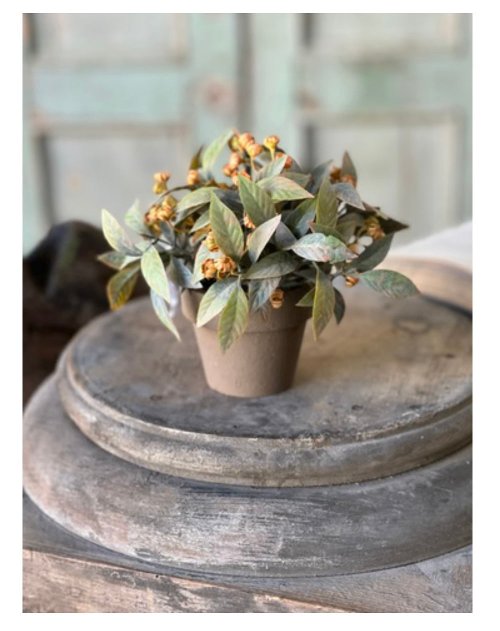 6" Trifle Blooms in Pot