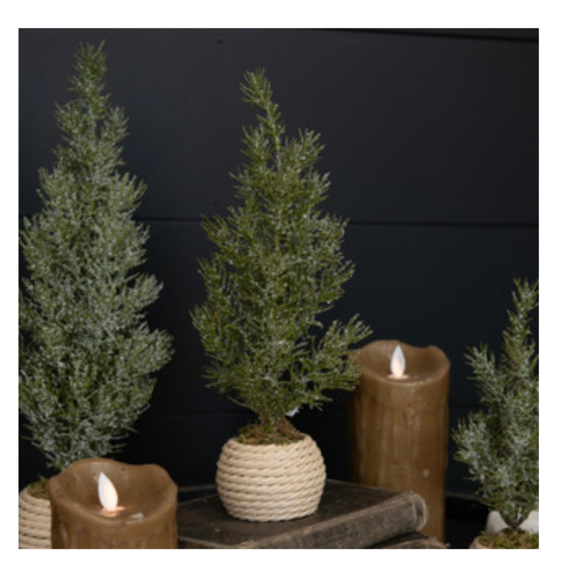 9.25" Verbier Tree in Pot