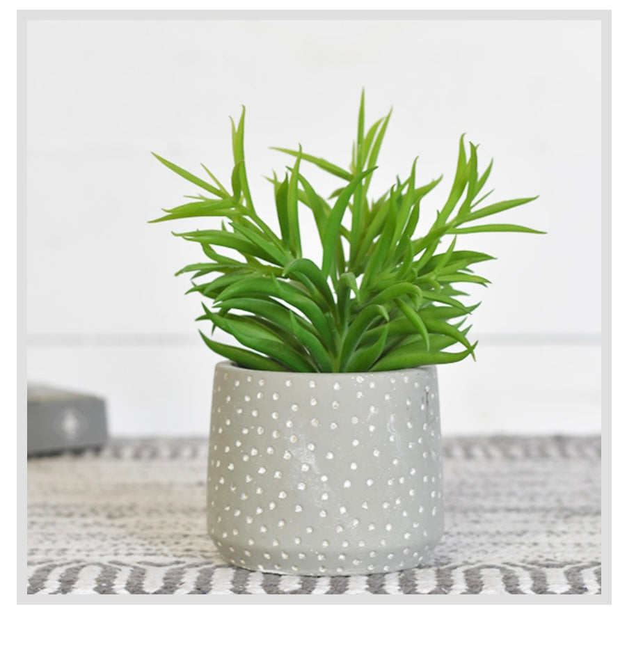 7" POTTED SUCCULENT