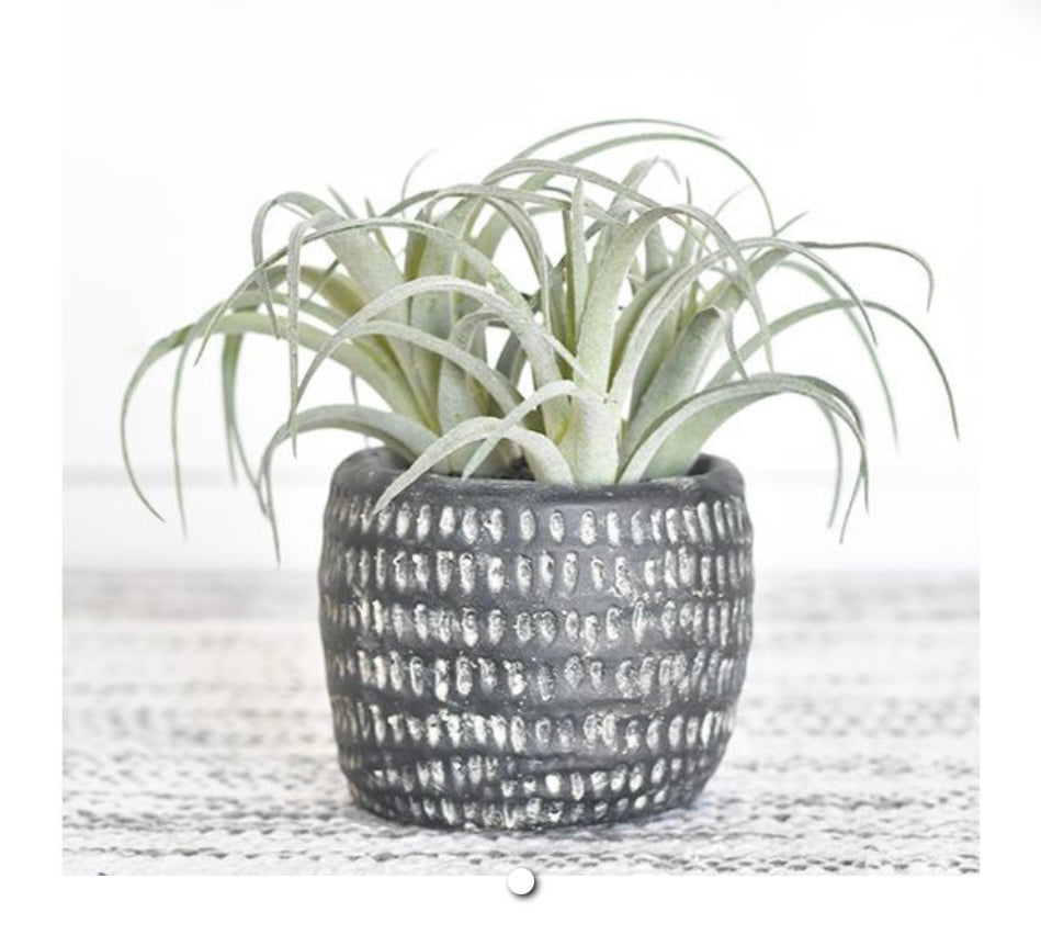 AIR PLANT IN POT