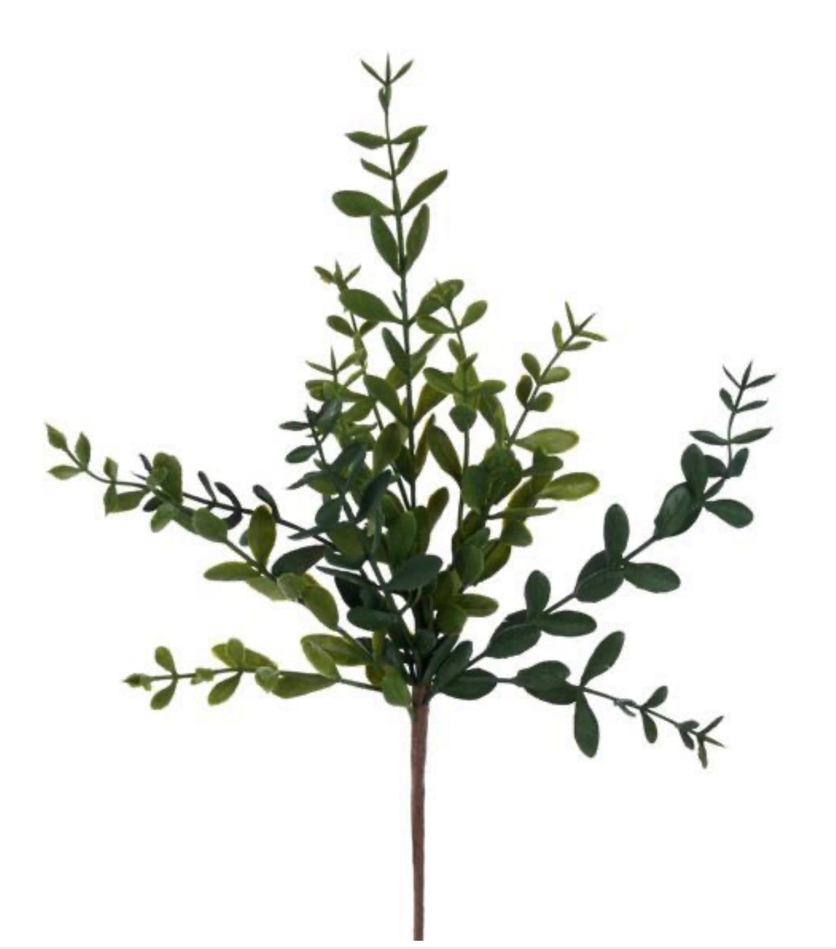 17" WILD BOXWOOD PICK