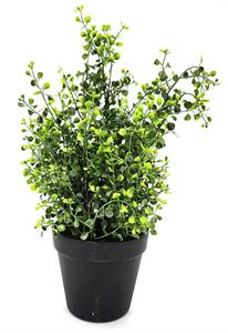 10" Leaf Spray w/pot green