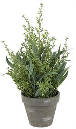 17" Potted Seed/willow eucalyptus