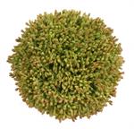 4" Seed Ball