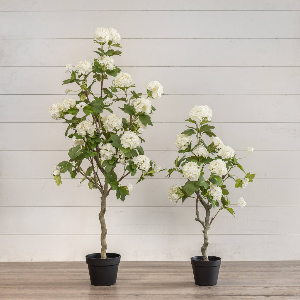 4' White Hydrangea Tree