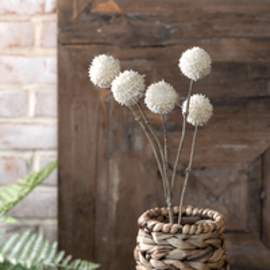 CREAM CRASPEDIA FLOWER STEMS