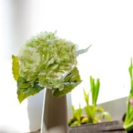 GREEN HYDRANGEA STEM