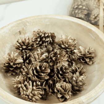 PINE CONES IN BOX