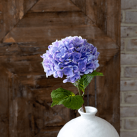 PURPLE HYDRANGEA STEM