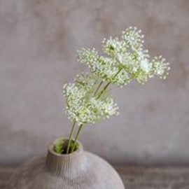 QUEEN ANNE'S LACE STEM