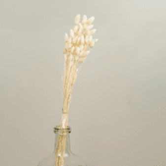 WHITE PHALARIS GRASS