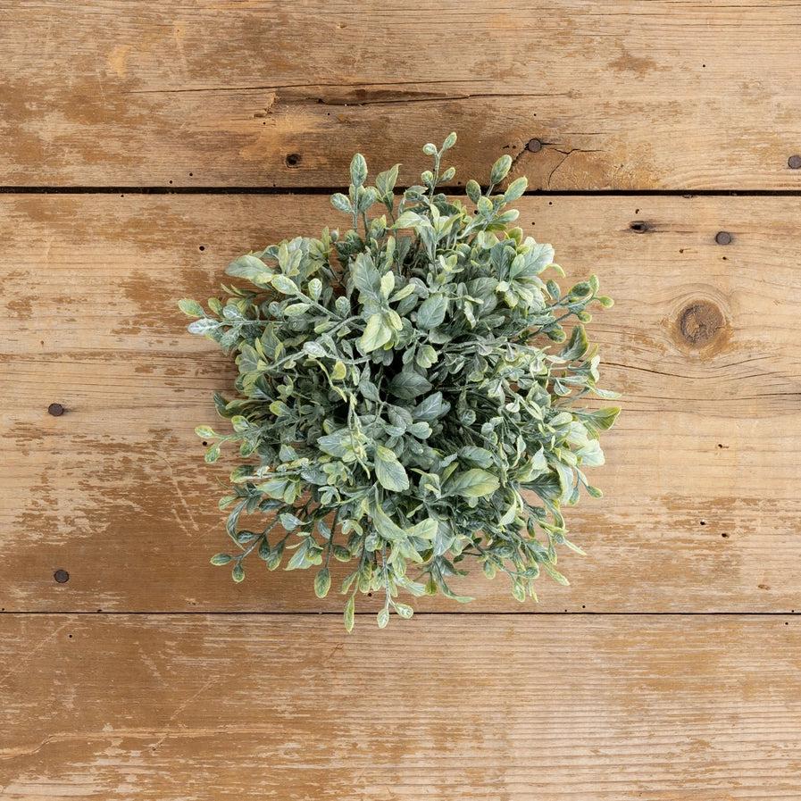 7" Boxwood half ball