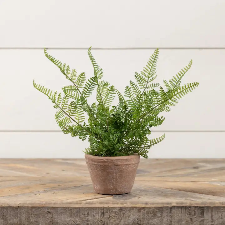 8" Potted Lace Fern