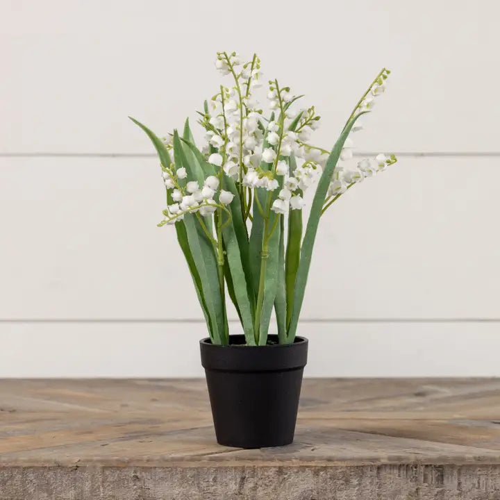 potted white bellflower