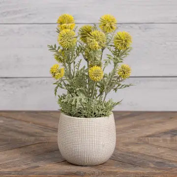 Yellow onion spray in pot
